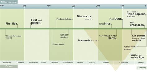 Image result for Evolution Timeline Life