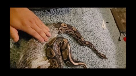 Image result for Python Sheedng Skin