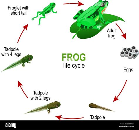 Frog Egg Cell ಗಾಗಿ ಇಮೇಜ್ ಫಲಿತಾಂಶ