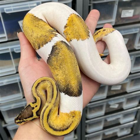Image result for Ball Python Pet