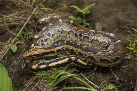 Toradh íomhá ar Peruvian Blood Python