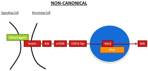 Image result for Simple Diagarams for Notch Canonical and Non Canonical Pathway