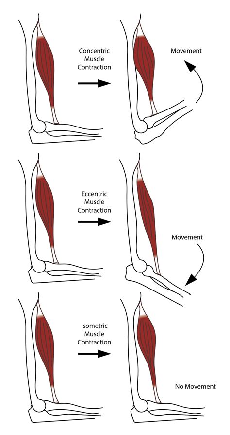Toradh íomhá ar Muscle Contraction Concept Map