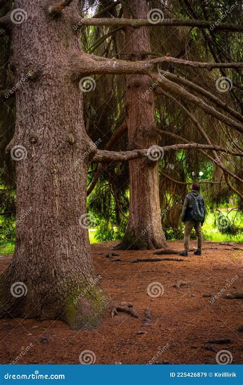 Image result for A Person Standing Next to a Tree