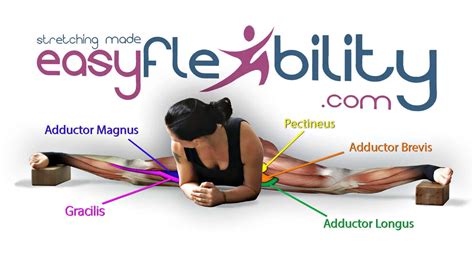 Image result for Over Split Flexibility