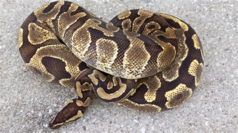 Image result for Ravioli Code Python