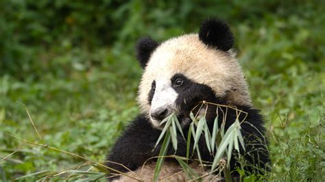 Image result for Panda Cub Eating Bamboo
