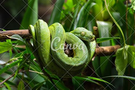 Image result for Misol Green Tree Python