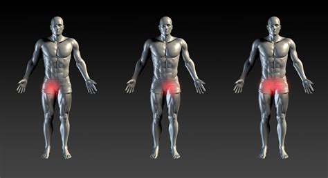 Image result for Male Groin Area