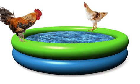 Toradh íomhá ar Chicken in a Pool