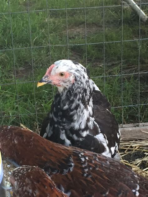 Image result for Mottled Java Pullets