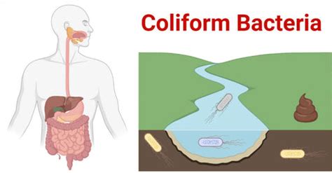Image result for Coliform in Drinking Water