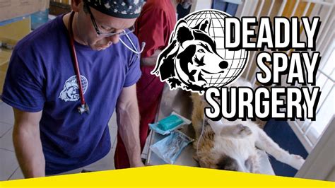 Image result for Pyometra Spay Surgery