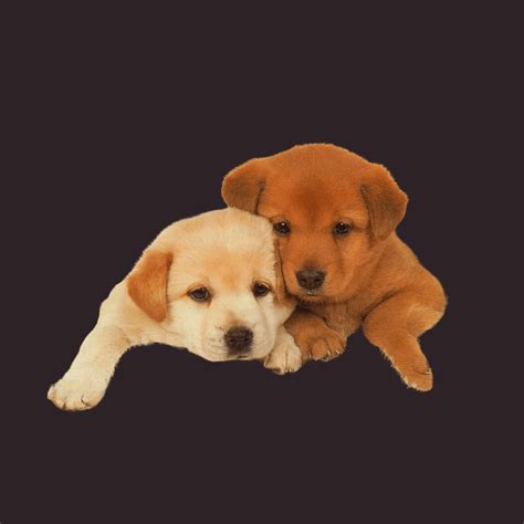 Afbeeldingsresultaten voor Native Aussie Dogs