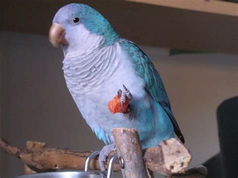 Afbeeldingsresultaten voor Quaker Parrot Eggs