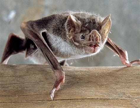 Toradh íomhá ar Vampire Bat Facts