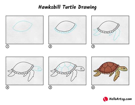 Toradh íomhá ar Turtle Drawing Step by Step