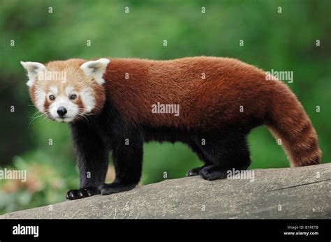 Lesser Panda に対する画像結果