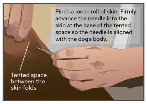 Image result for Subcutaneous Fluids to Dogs