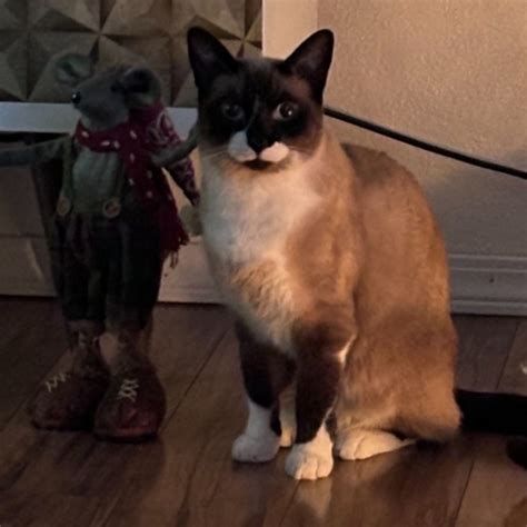 Image result for Snik Cat