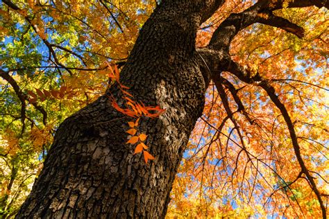 Toradh íomhá ar Deciduous Native Australian Trees