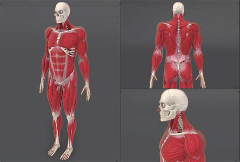 Image result for Muscle Simulator Lower Back