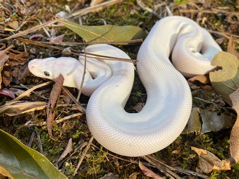 Image result for Lesser Ball Python Blue Eyes