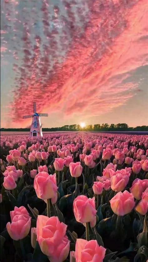 Toradh íomhá ar Aesthetic Pic