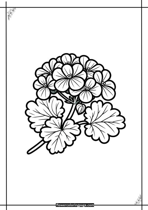 Geranium Coloring Pages に対する画像結果