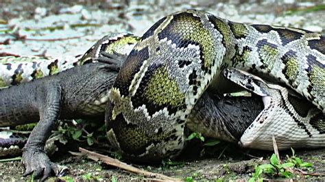 Image result for Reticulated Python Feeding Chart