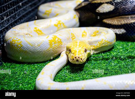 Albino burmese python is a popular pet in Thailand Stock Photo - Alamy
