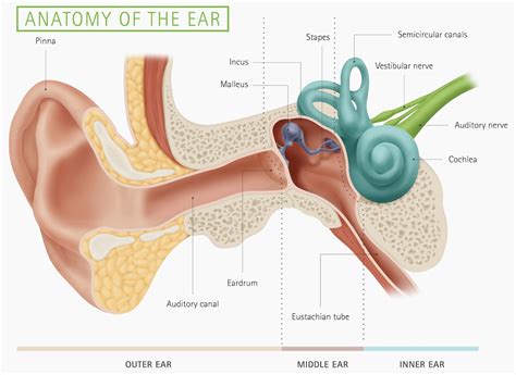 Image result for Structure of the Ear