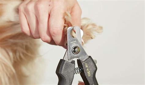 How to Clip Small Dog Nails에 대한 이미지 결과