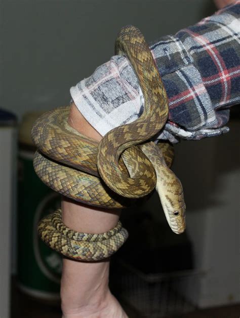 Image result for Scrub Python Dimensions