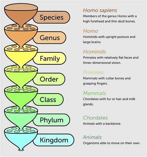 Image result for Taxonomy Levels of Classification