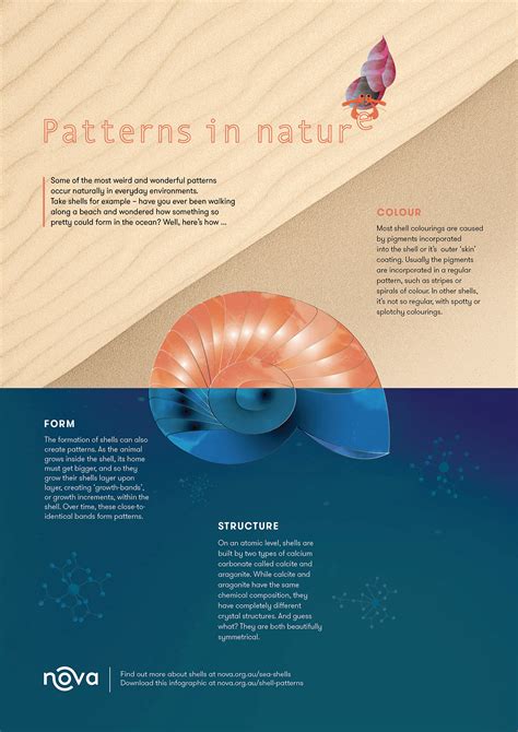 Image result for Patterns in Shells