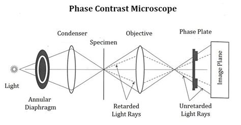 Phase Contrast Microscope Light Path に対する画像結果