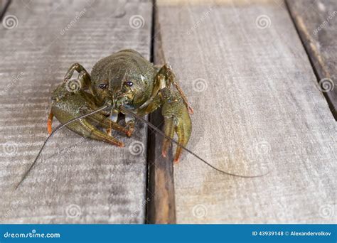 Image result for Crawdad Hole Fishing