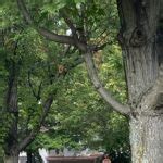 Image result for Red Maple Tree Bark Problems
