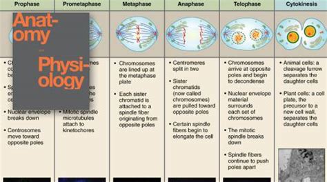 Image result for Cell Division Anatomy Chart
