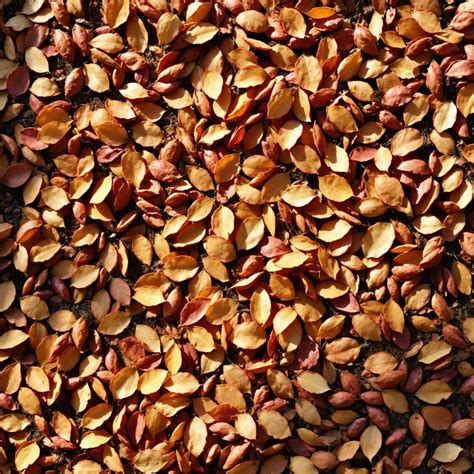 Toradh íomhá ar Autumn Fall