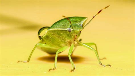 Image result for Insect