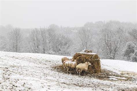 Image result for Shepherd with Sheep in Snow