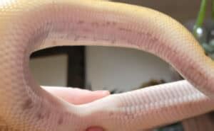 Image result for Bold Python Snake Burn Scale