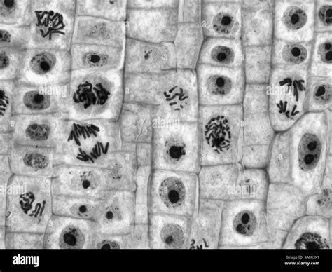 Image result for Micrograph