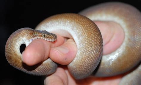 Childrems Python に対する画像結果