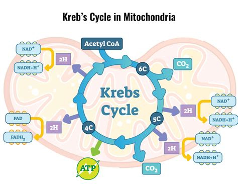 Khan Academy TCA Cycle に対する画像結果