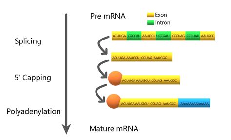 Image result for Protein Maturation Process