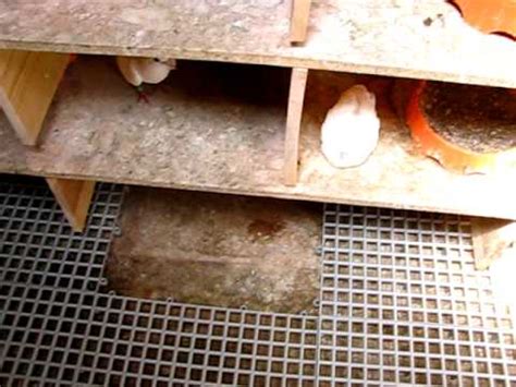 Afbeeldingsresultaten voor Cleaning the Pigeon Loft