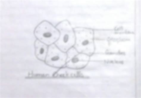 Image result for Human Cheek Cell Microscope